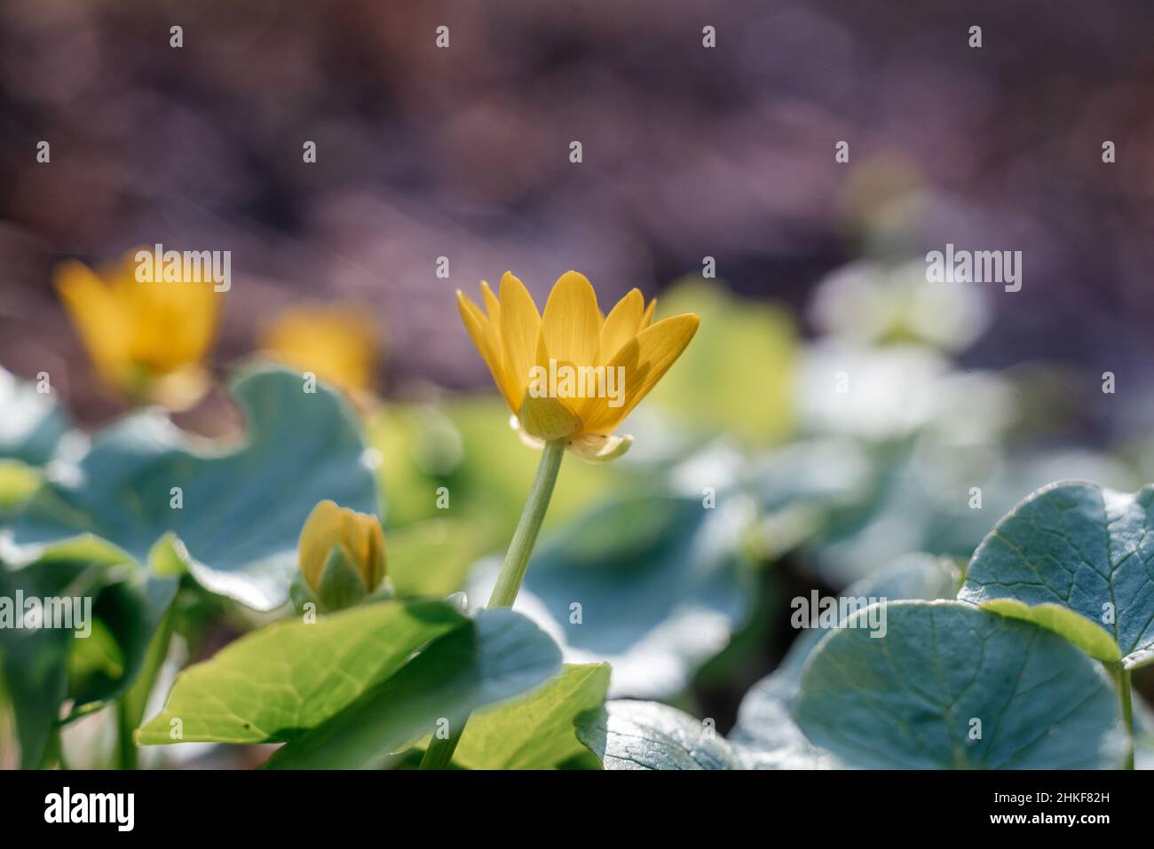 First yellow wild flowers in the forest in early spring Stock Photo