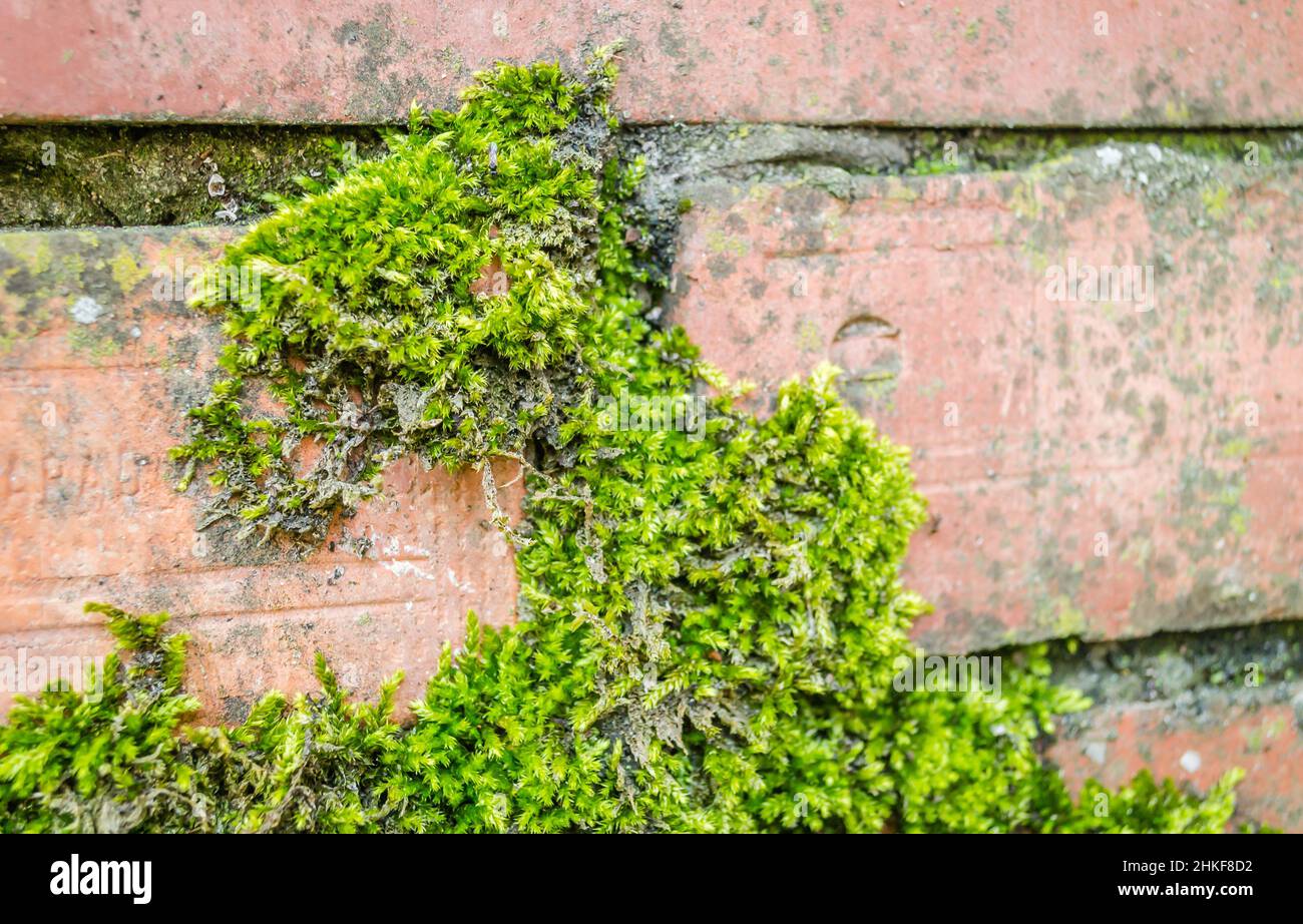 Green moss on a collapsed wall Stock Photo Alamy