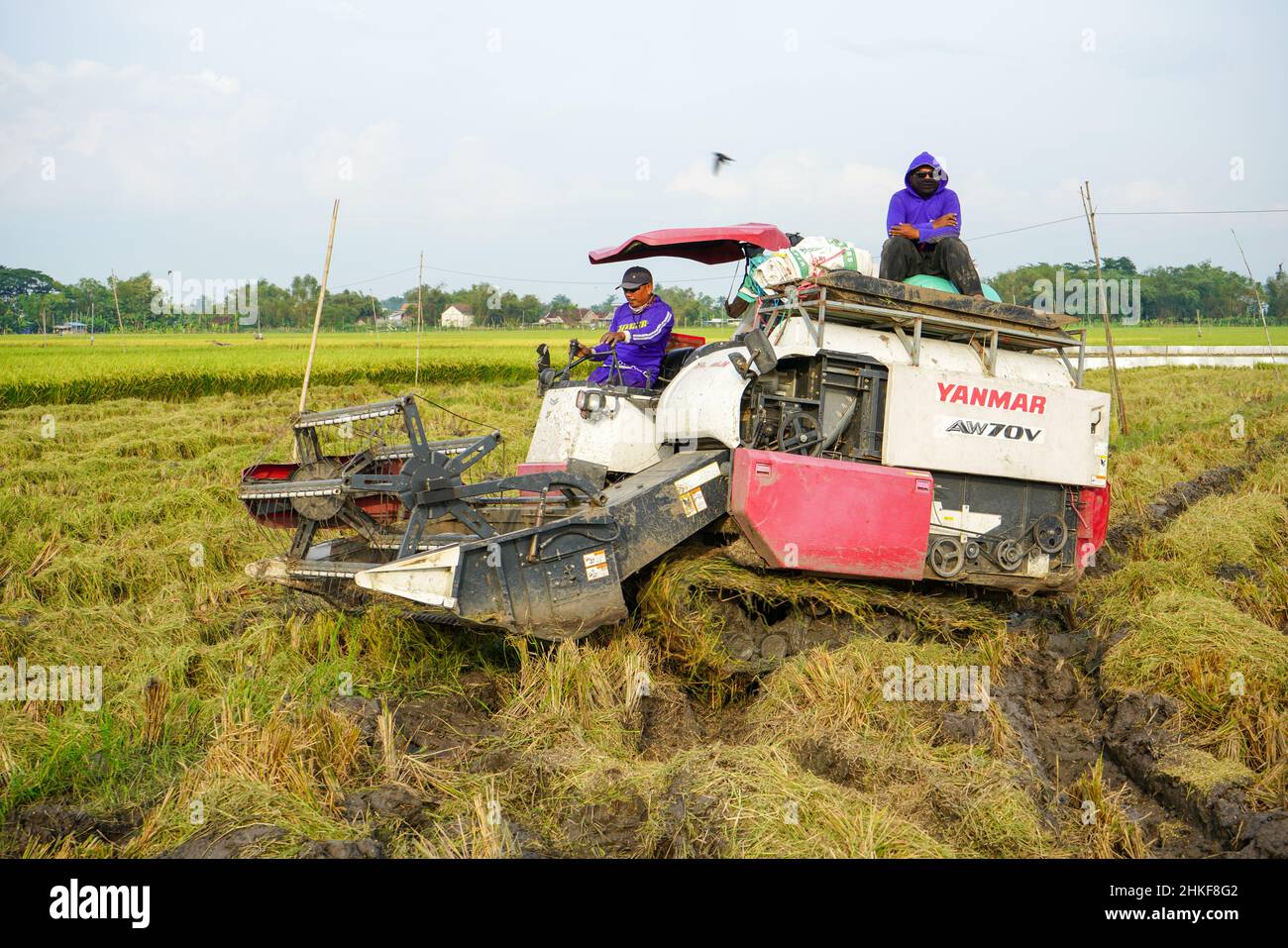 Pati, Indonesia - January, 2022 : Automatic rice harvester machine is ...