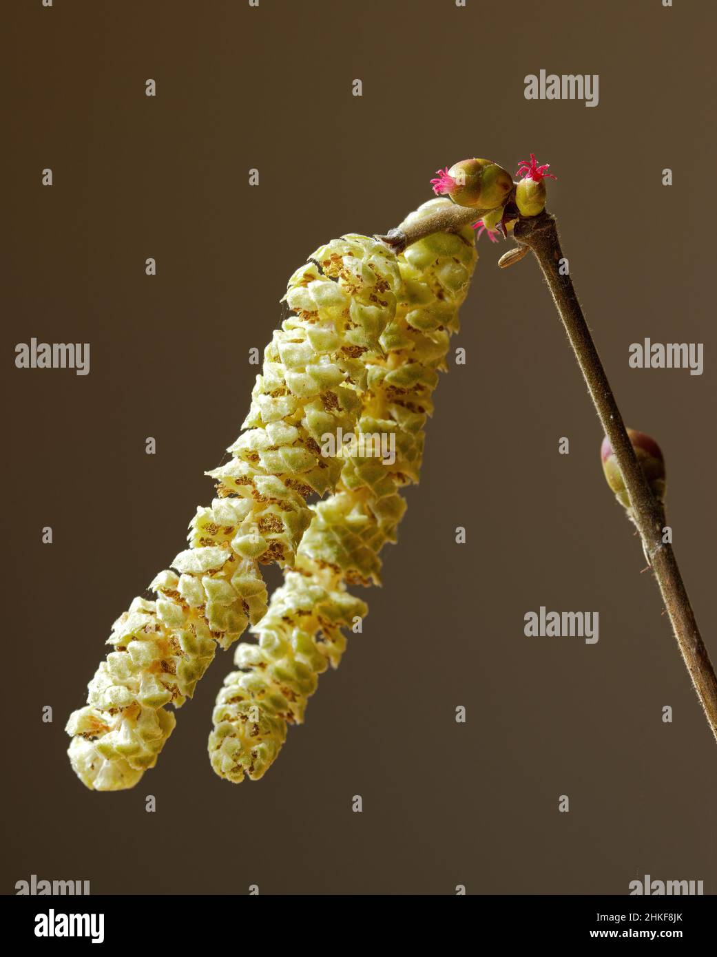 Red female flowers with male catkins of the Hazel tree, Corylus avellana Stock Photo