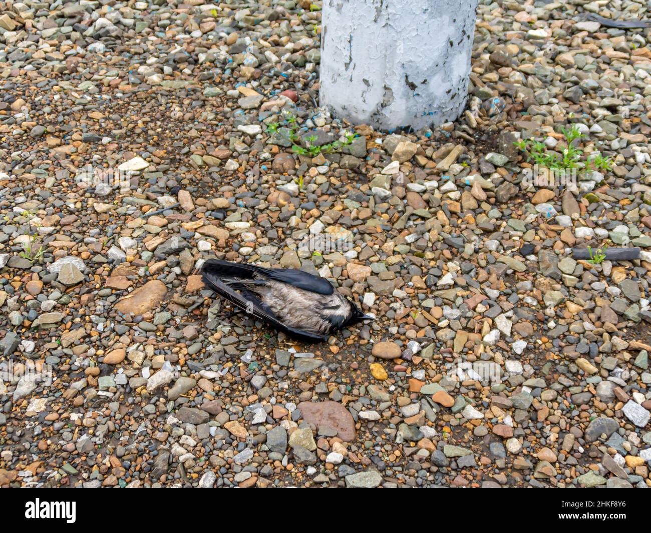 a bird electrocuted in the rain lies near an electric pole on the surface of rubble, selective focus Stock Photo
