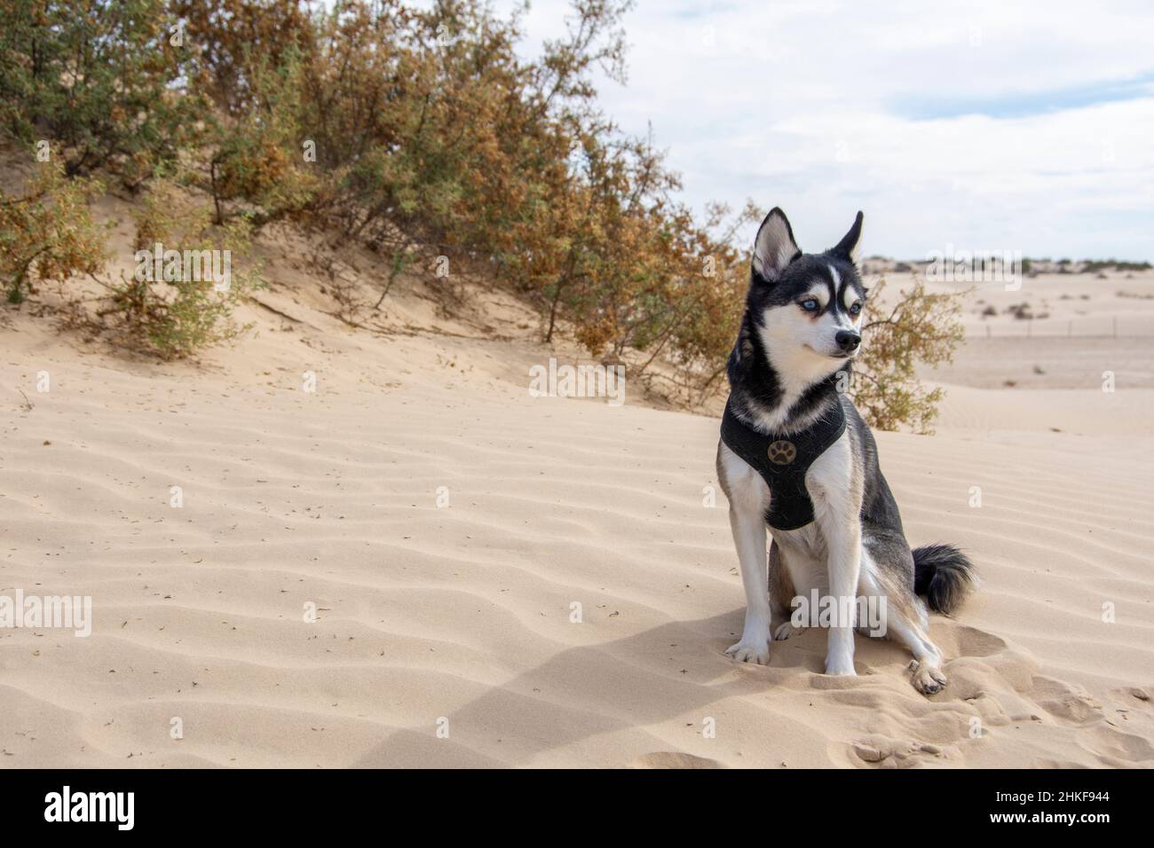 Narly, alaskan klee kai - Dog Photo Contest