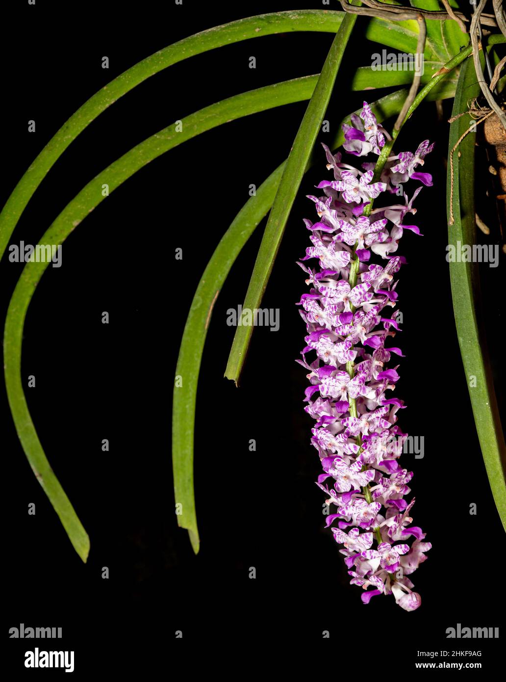 Rhynchostylis Retusa or Foxtail Orchid Stock Photo