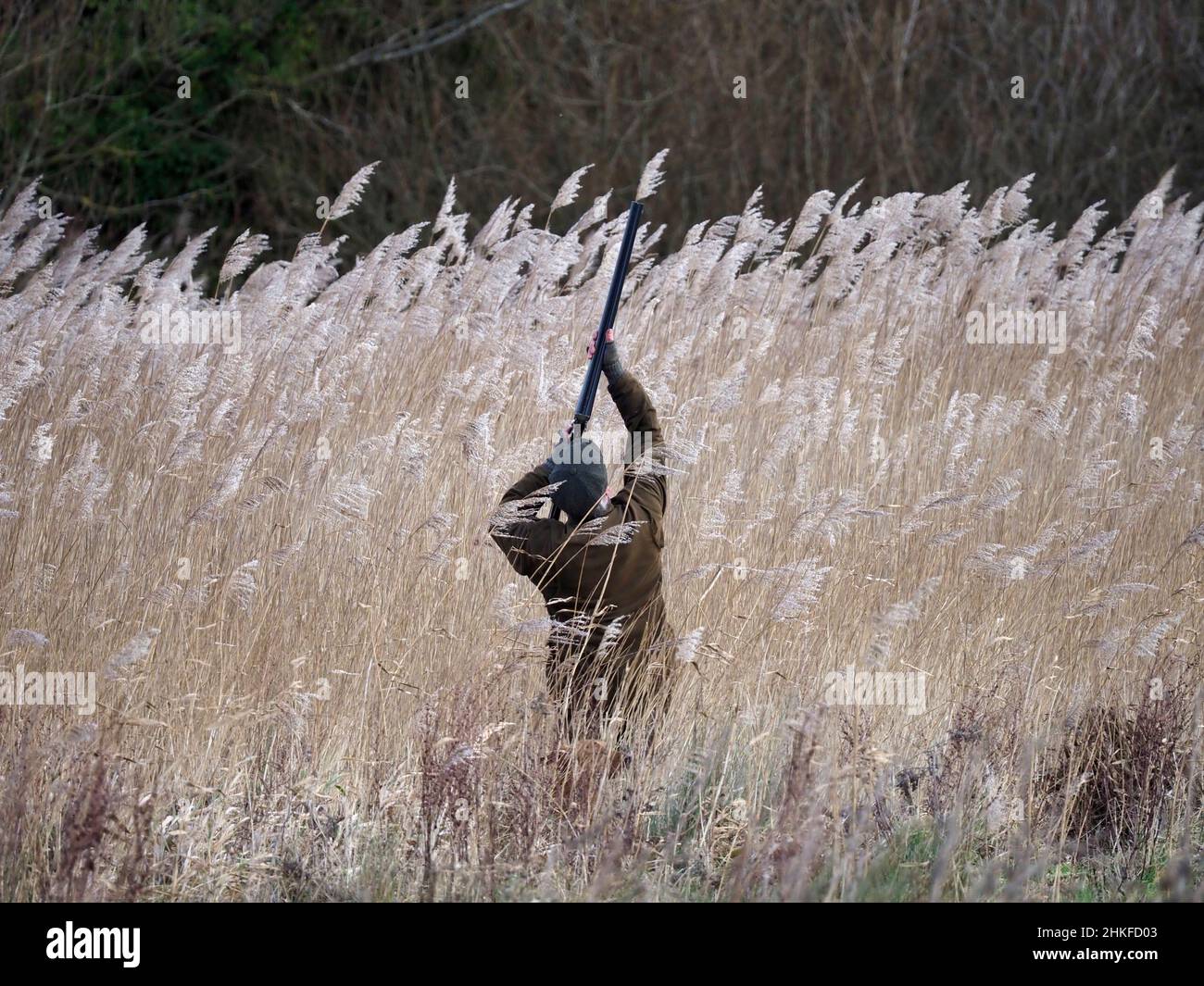 Wildfowling at a Norfolk Marsh, man standing in reeds shooting at ducks. Stock Photo