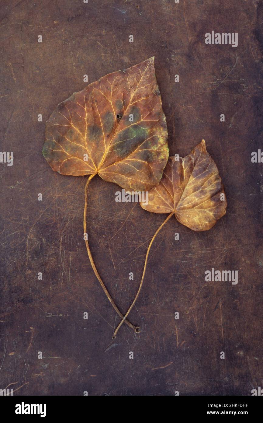 Two dried golden brown leaves of Ivy or Hedera helix lying on scuffed leather Stock Photo