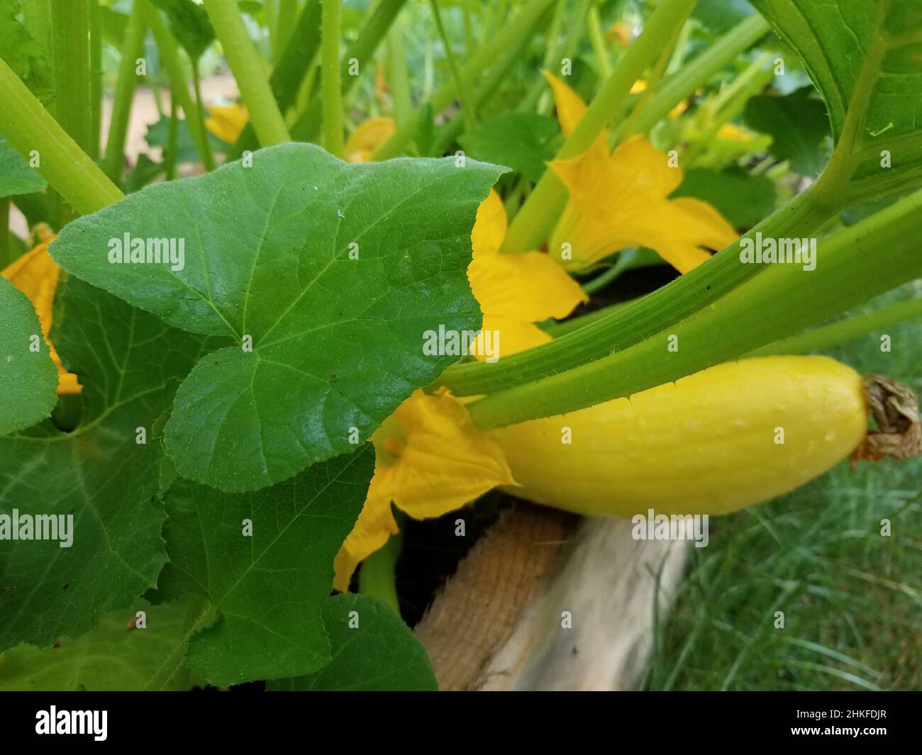 Raised bed vegetable garden with squash growing in the summer Stock