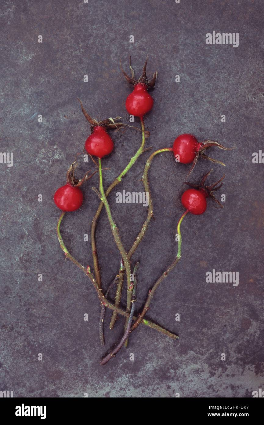 Five bright red rosehips of Soft downy rose or Rosa mollis lying with their stems on tarnished metal Stock Photo
