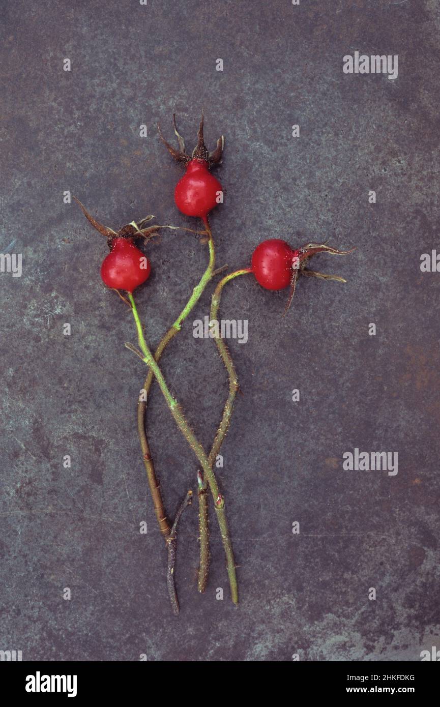 Three  bright red rosehips of Soft downy rose or Rosa mollis lying with their stems on tarnished metal Stock Photo