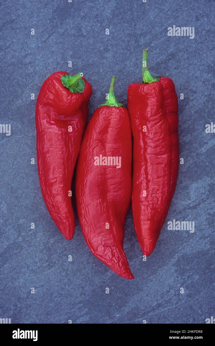 Three bright red sweet pointed peppers beginning to wrinkle with age lying on grey slate Stock Photo