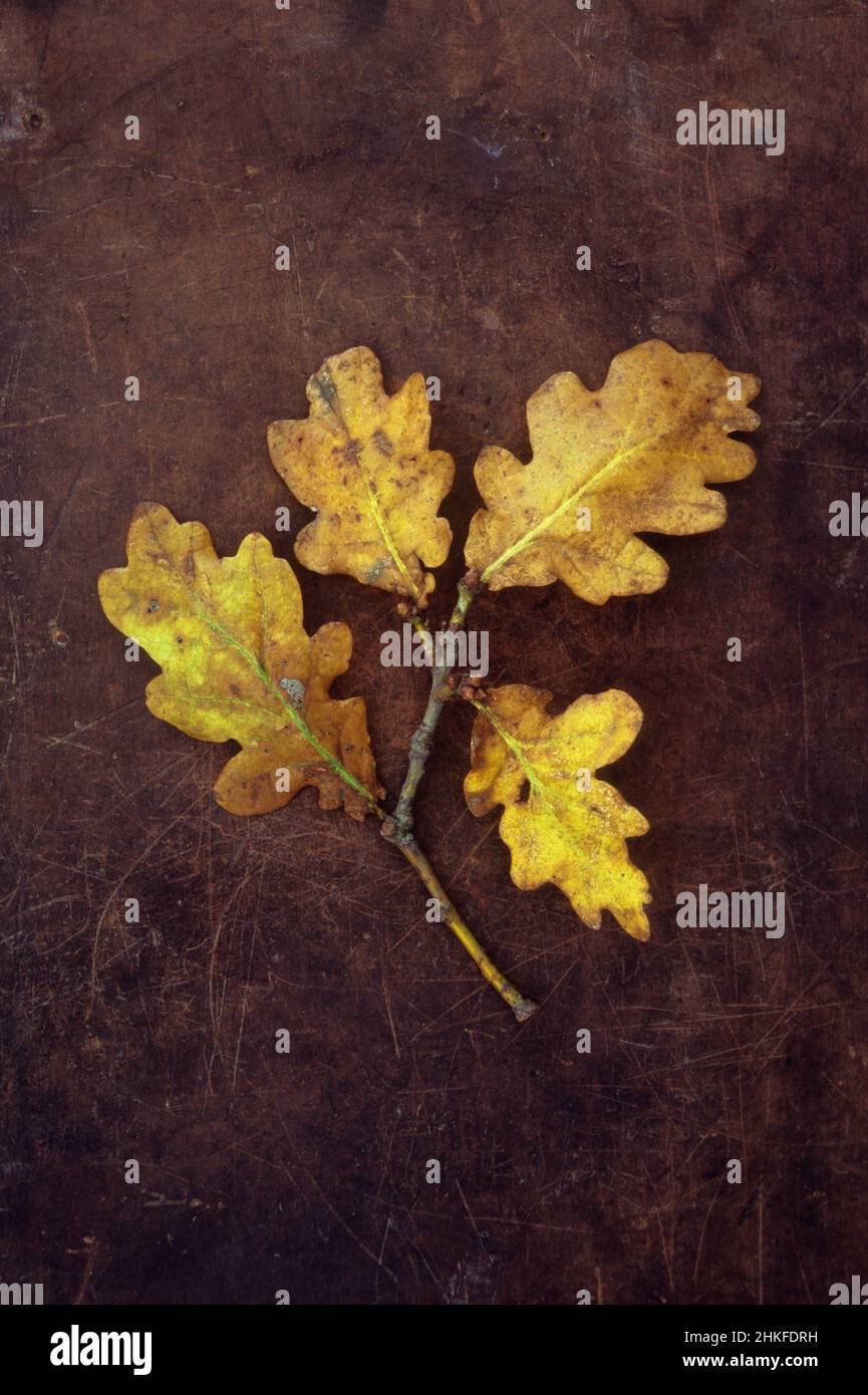 Stem of English oak or Quercus robur tree with four yellow and brown autumnal leaves lying on scuffed leather Stock Photo