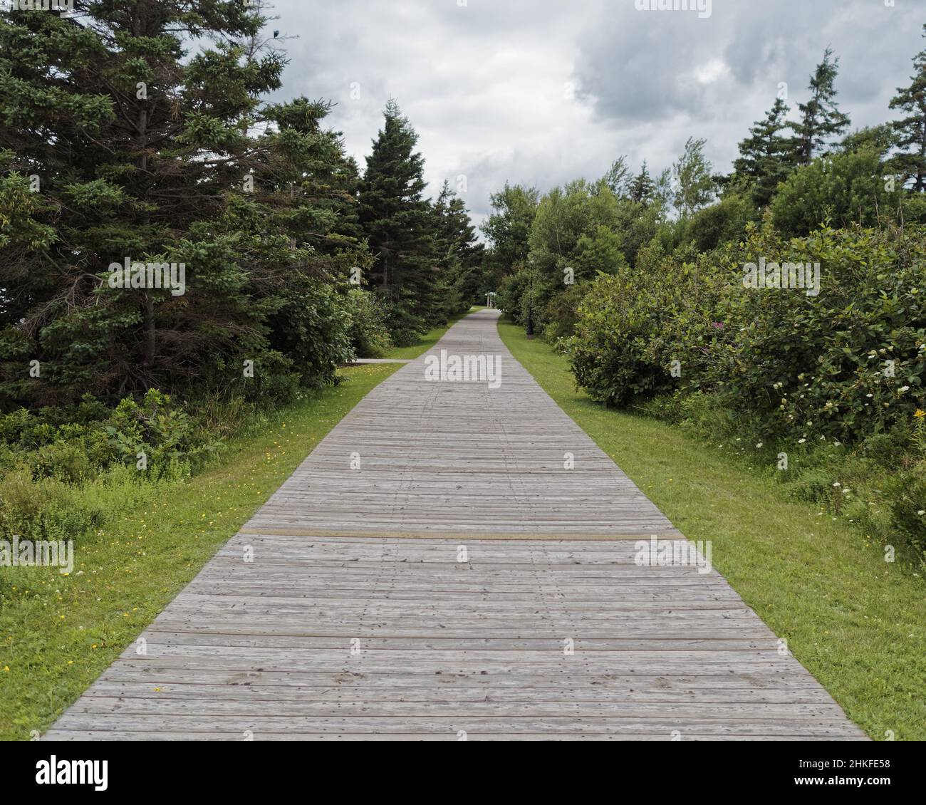 Wooden walkway with trees Stock Photo - Alamy