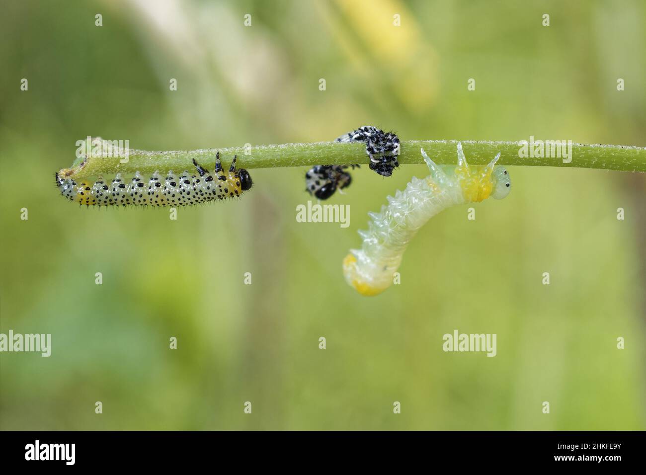 Spotted sawfly larvae feeding Stock Photo