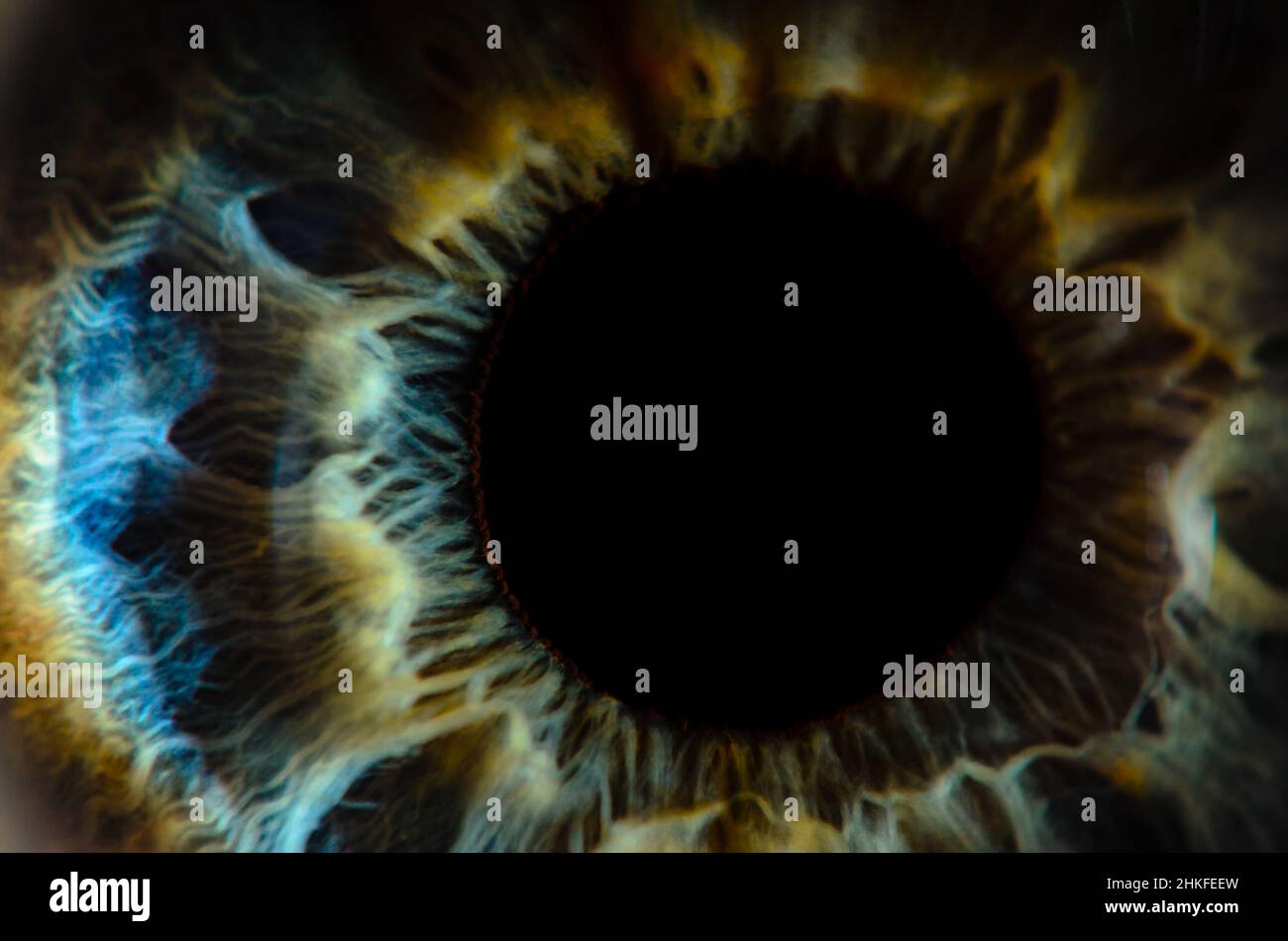 Very close macro photo of human eye. Human eye closeup detail with shallow depth of field Stock