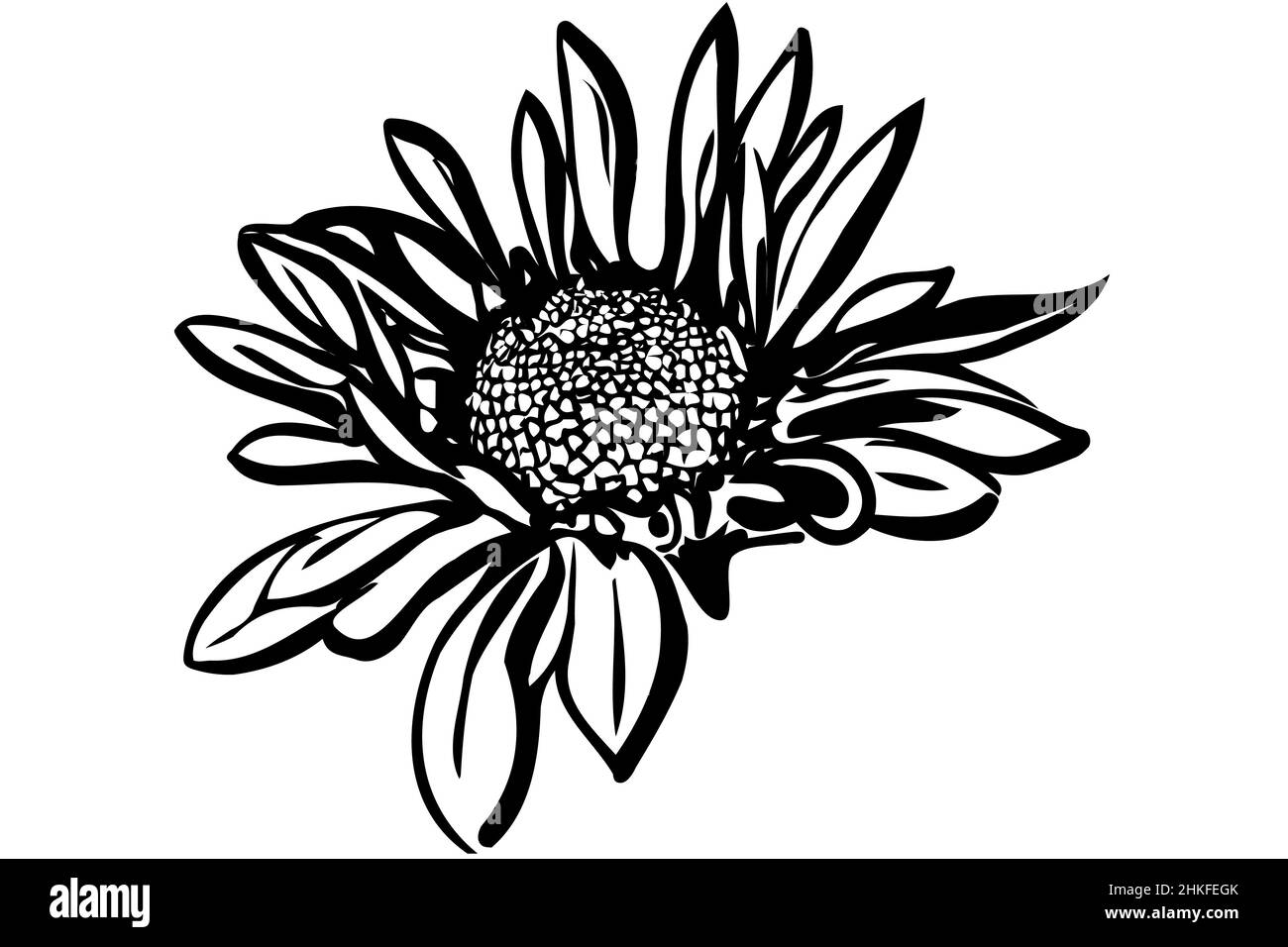vector image of a beautiful autumn flower chrysanthemum Stock Photo