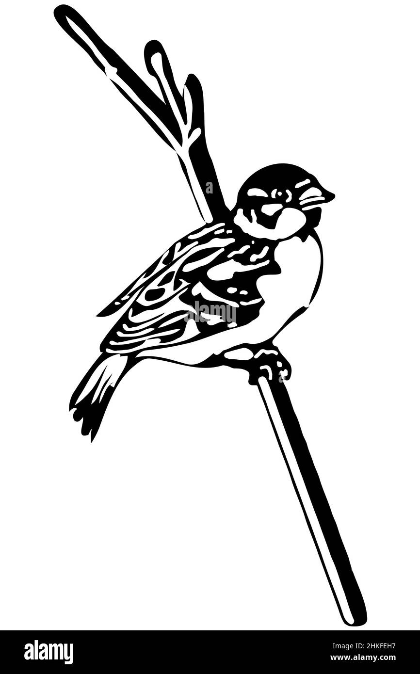 black and white vector sketch of a little bird on a branch sparrow Stock Photo