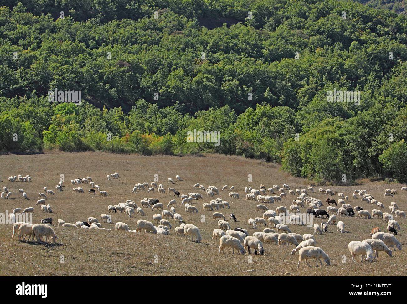 Schafherde with San Quirico of d' Orcia, autumn, Crete, Tuscany, Italy / sheeps near San Quirico of d' Orcia, Crete, Tuscany, Italy Stock Photo
