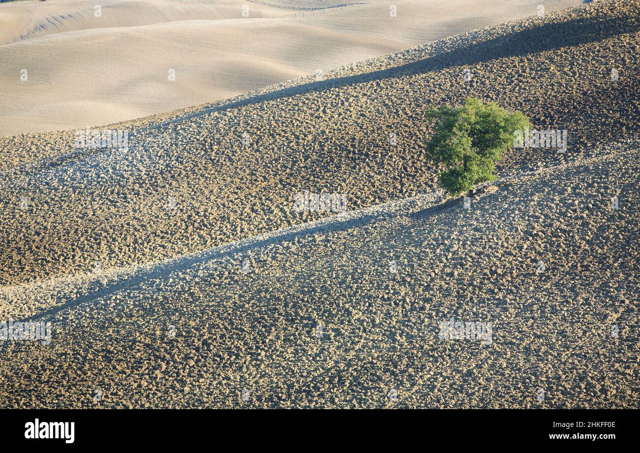 furrowed field with single tree, autumn, Crete, Tuscany, Italy ...