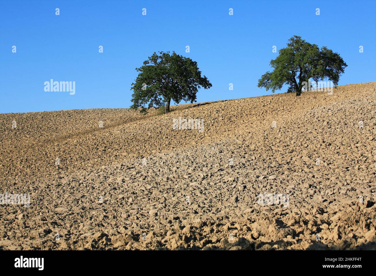 furrowed field with single tree, autumn, Crete, Tuscany, Italy ...