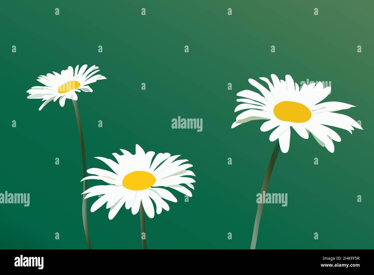 vector image of three beautiful white daisies on a green background ...