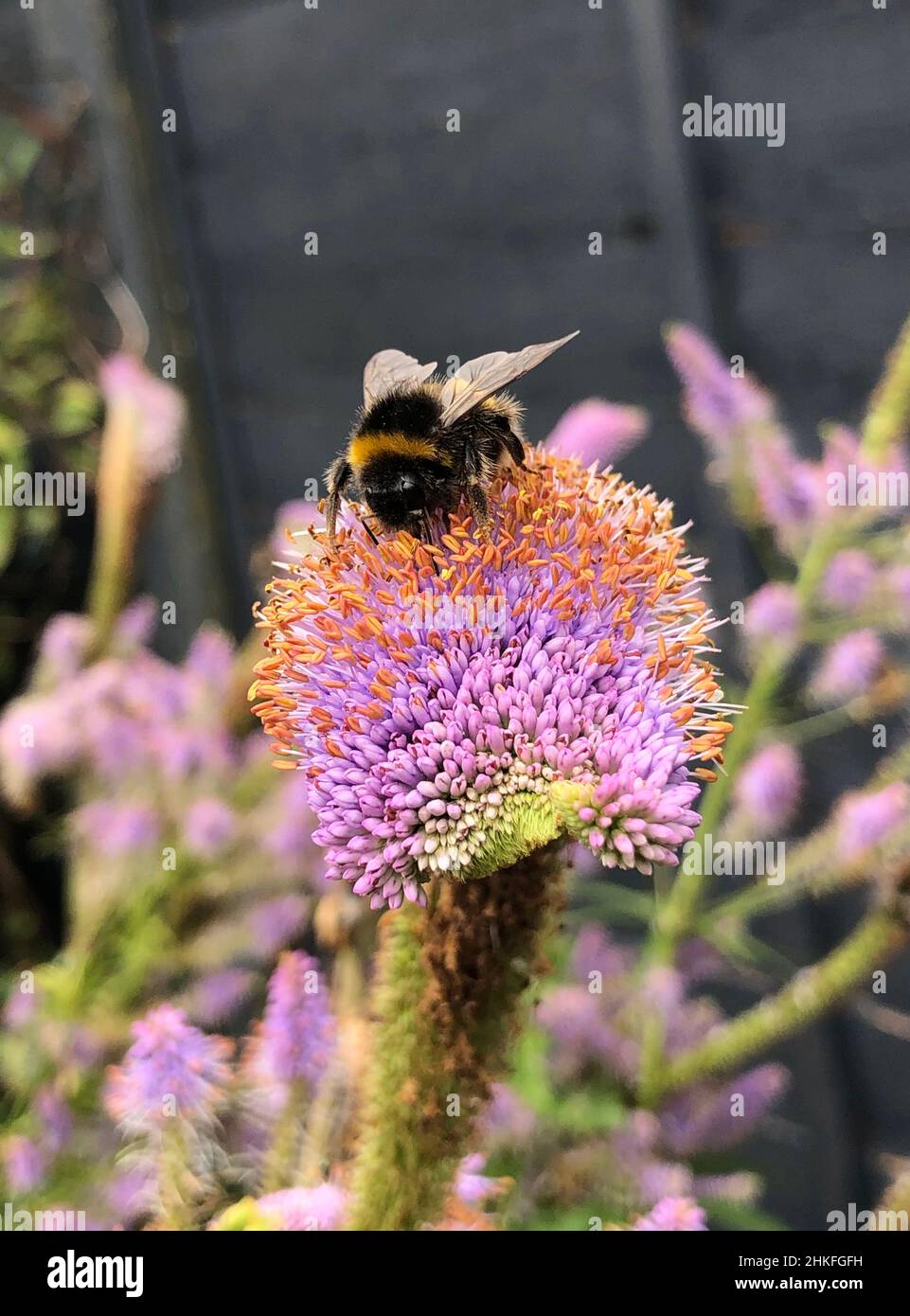 Bumble Bee on a flower head Stock Photo