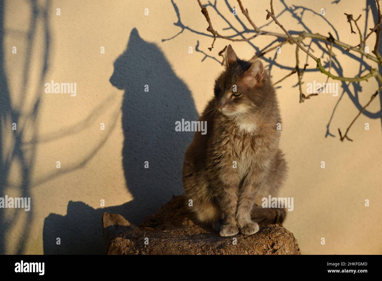 Cat sitting on a block of wood in the sun, the light projecting the shadow of its silhouette on a wall Stock Photo