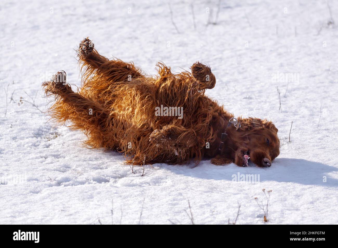 Funny happy playful rolling pet dog playing, enjoy the snow in winter Stock Photo