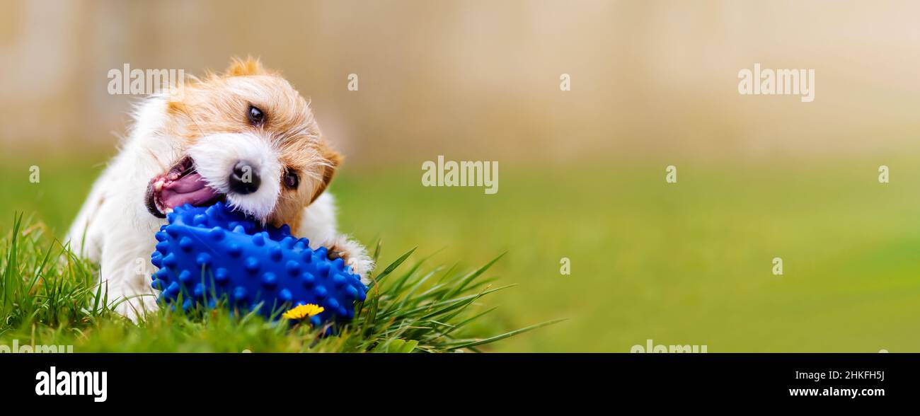 Playful happy cute dog puppy chewing, playing with a toy ball in the ...