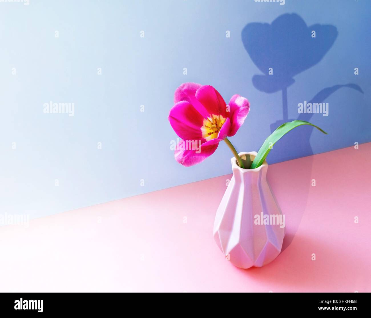 One pink tulip flower in creative vase with trendy shadow on two tone ...