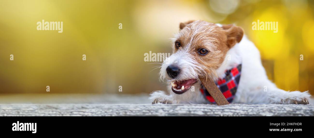 Healthy happy pet dog puppy chewing, eating a snack treat, cleaning ... - Grazing For Dogs To Promote Healthy Teeth