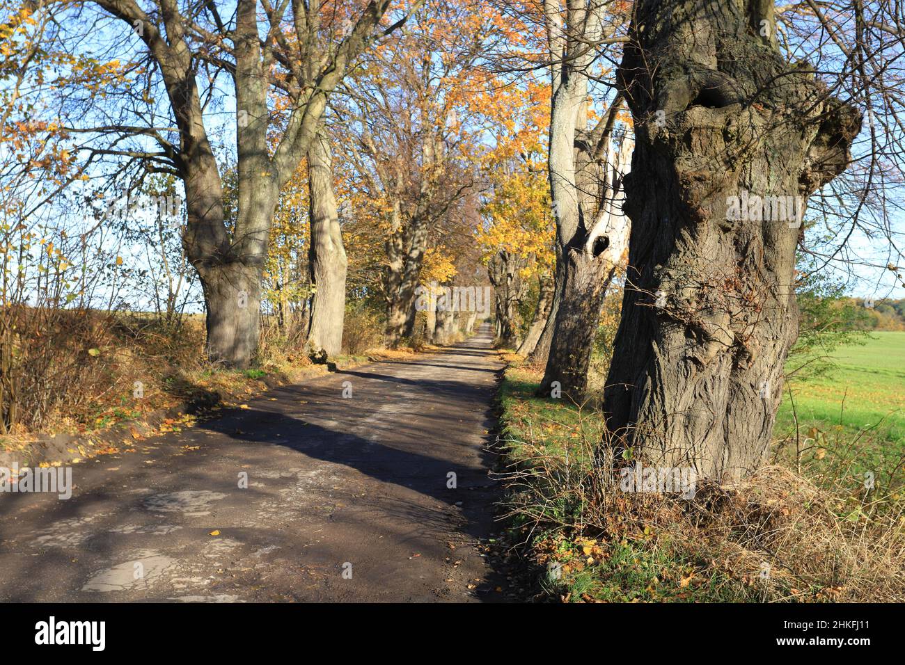 Old rural road with avenue of old linden trees in the autumn season, Oslonino-Rzucewo, Pomerania, Poland Stock Photo