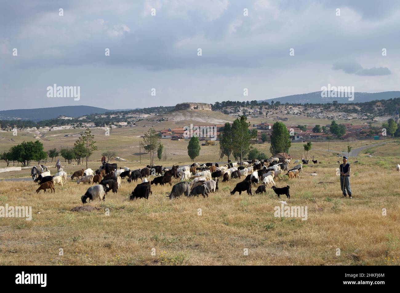shepherd with flock of goats in anatolian landscape, Turkey Stock Photo