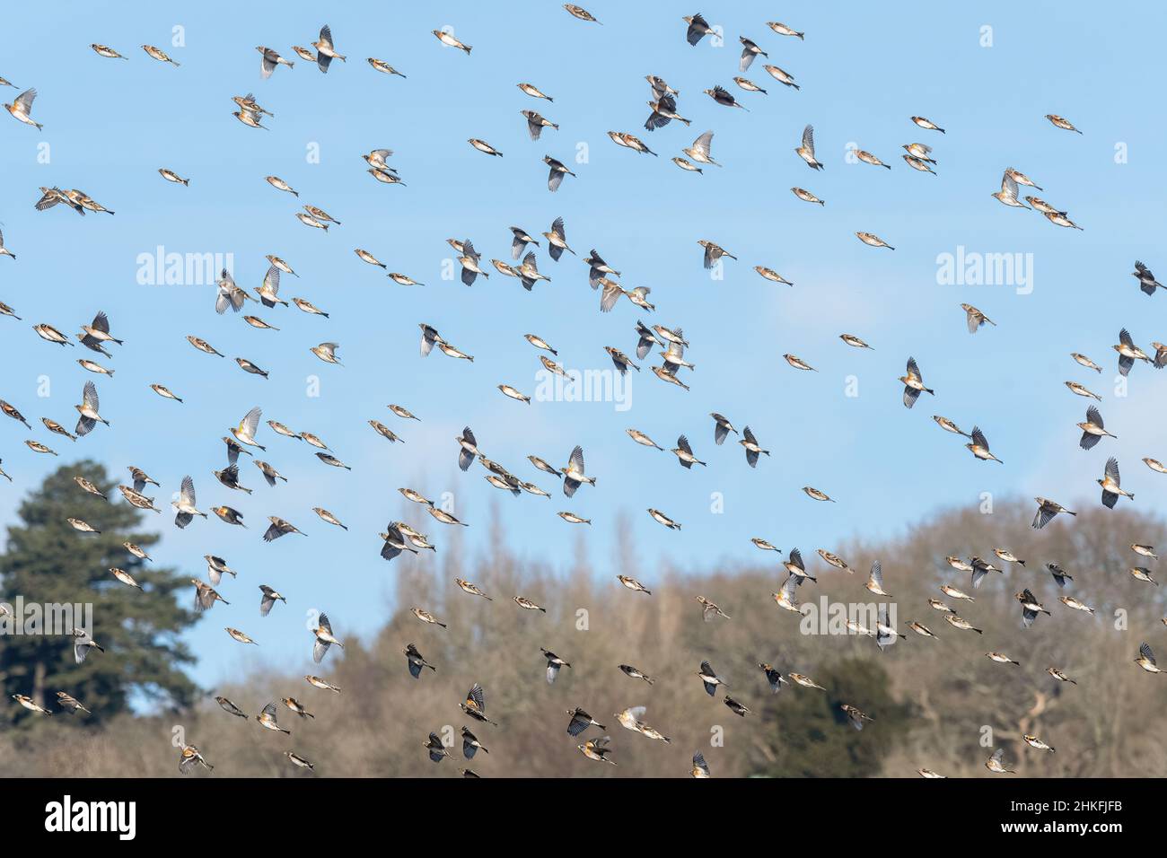 Flock of bramblings (Fringilla montifringilla) overwintering near Reigate, Surrey, UK. In flight, flying Stock Photo
