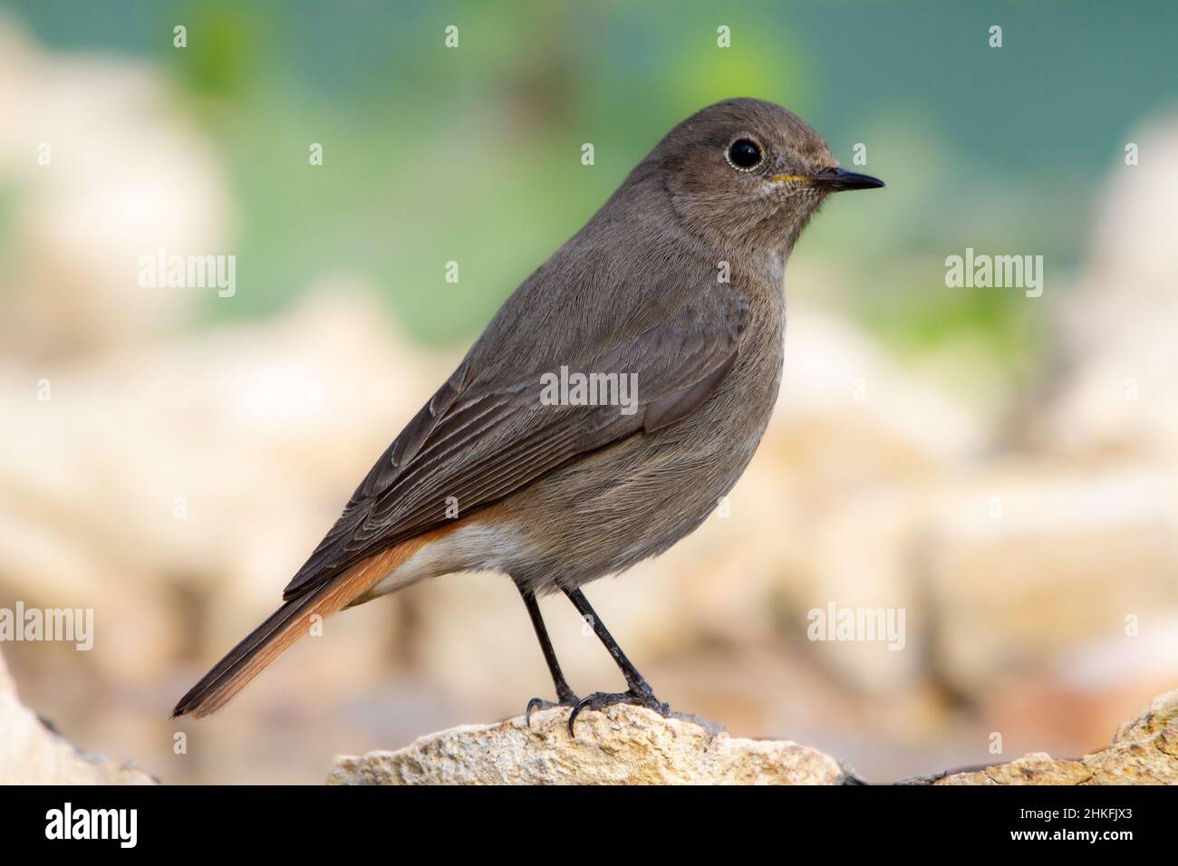 Female Black redstart (Phoenicurus ochruros) perched on a rock next to a stream with aDefocused light background Stock Photo