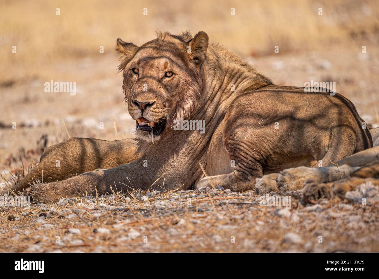 Namibia, Kunene Region, Etosha National Park, Rietfontein Waterhole, Lion (Panthera leo) Stock Photo