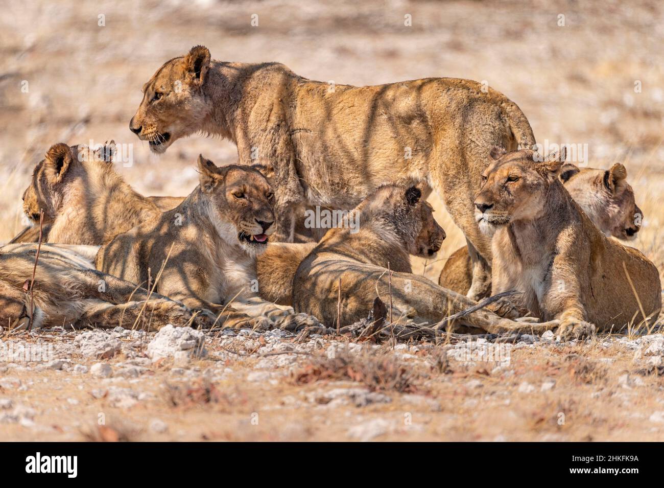 Namibia, Kunene Region, Etosha National Park, Rietfontein Waterhole, Lionesses (Panthera leo) Stock Photo