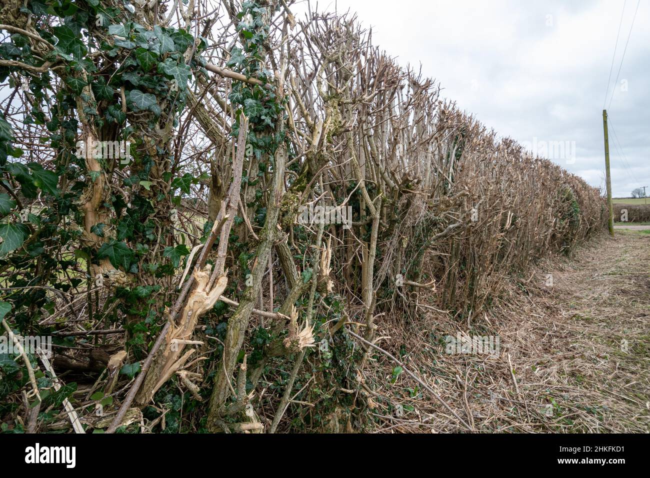 Recently flailed hedge or hedgerow around farmland in late winter, England, UK, which is damaging to local biodiversity. Mechanised hedge cutting. Stock Photo