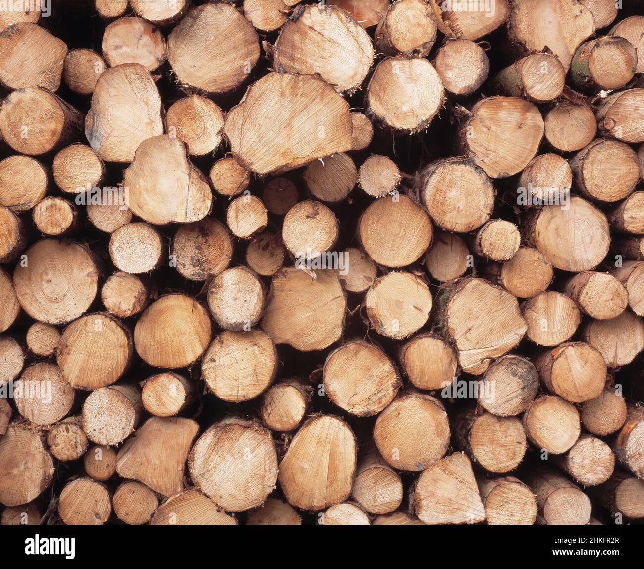 United Kingdom. Scotland. Forestry. Cut pine tree trunks. Stock Photo