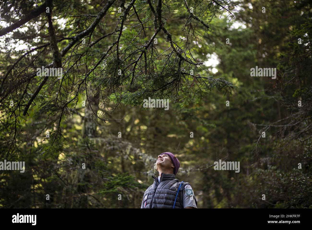 France, Hautes Pyrenees, Azun valley, Estaing, Estaing valley, Arrouy valley, Pyrenees national Park. Masseys wood, silver fir (Abies alba). Eric Boyer, guard-monitor, deputy sector manager of the National Park Stock Photo
