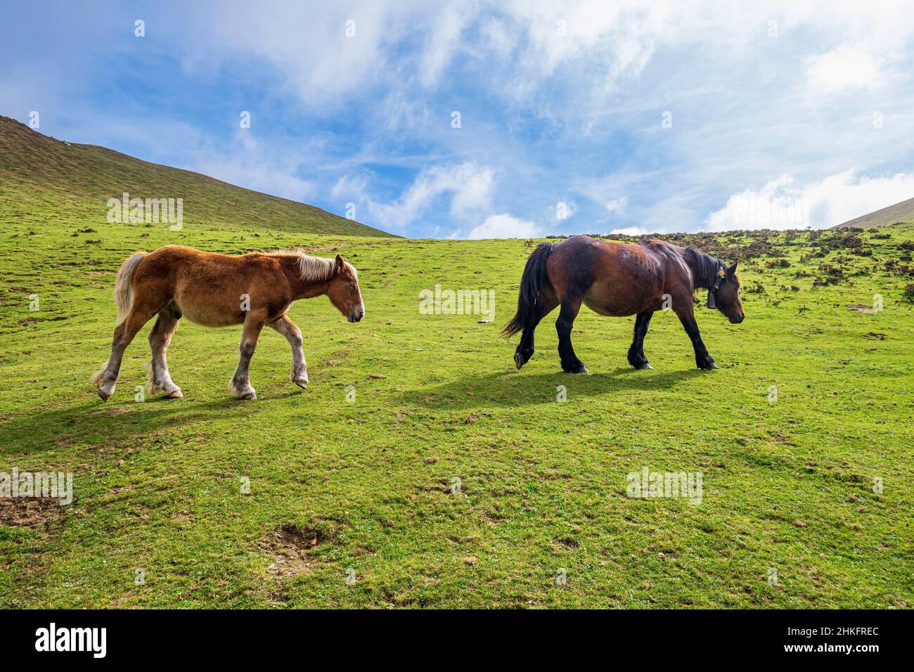 Spain, Navarre, horses on the Camino Francés, Spanish route of the pilgrimage to Santiago de Compostela, listed as a UNESCO World Heritage Site, stage between Saint-Jean-Pied-de-Port and Roncesvalles Stock Photo