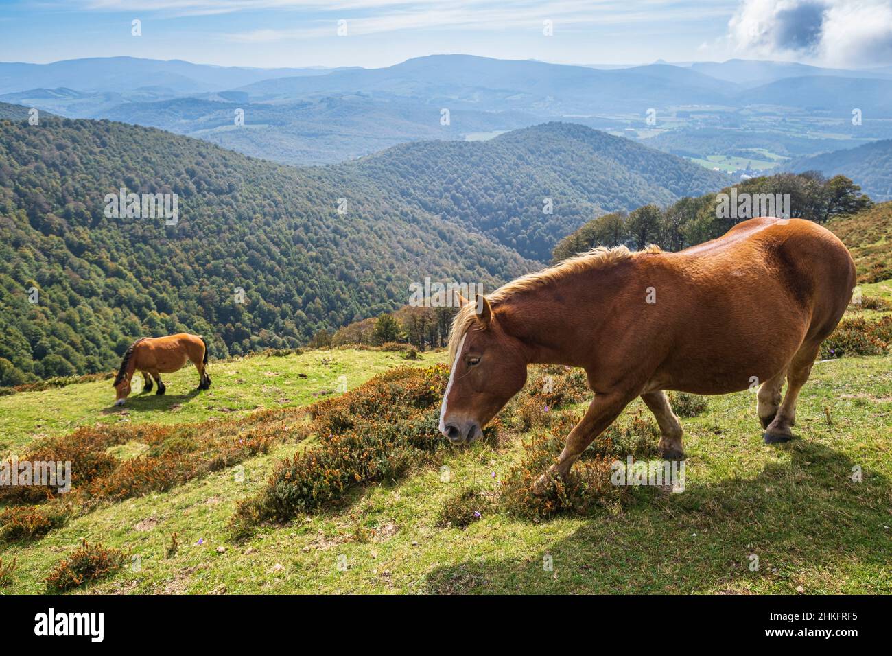 Spain, Navarre, Camino Francés, Spanish route of the pilgrimage to Santiago de Compostela, listed as a UNESCO World Heritage Site, horses going down towards Roncesvalles Stock Photo