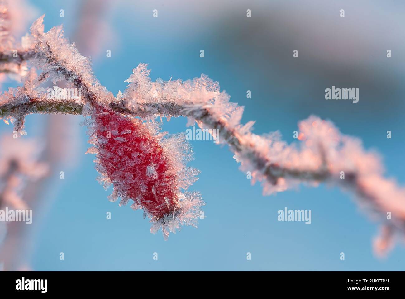 Frost-covered red rose berries on a blurred blue background Stock Photo