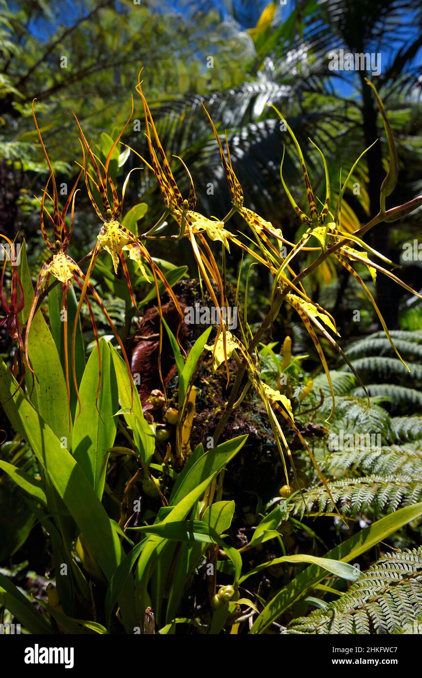 France, Reunion island (French overseas department), Cirque de Salazie, listed as World Heritage by UNESCO, Hell-Bourg, labeled labelled Les Plus Beaux Villages de France (The Most Beautiful Villages of France), the lush gardens of the Villa or Maison Folio, Brassia also called spider orchid Stock Photo