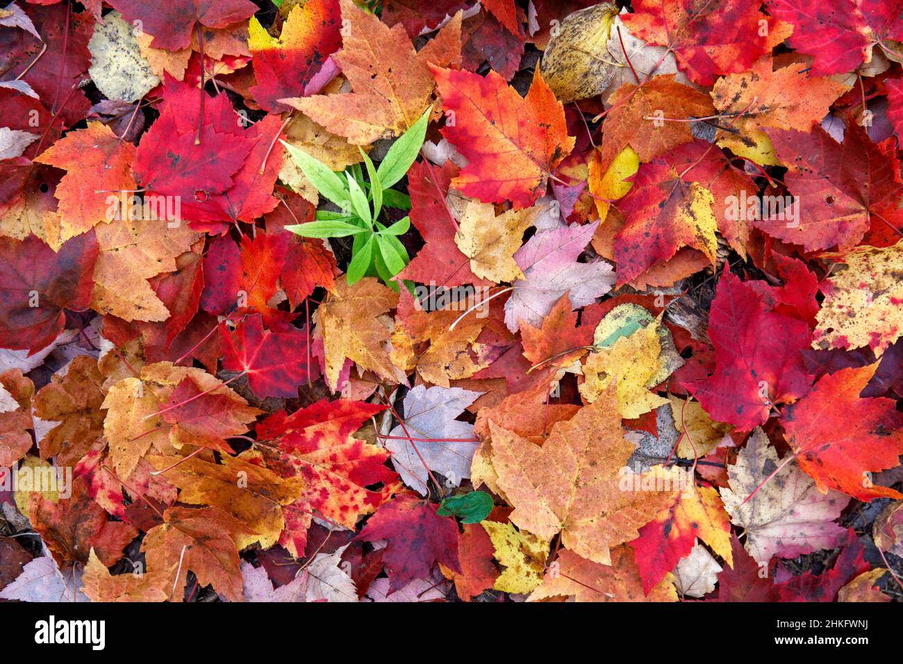 Canada, province of Quebec, Lanaudiere, fall colors in the Parc Régional des Chutes Monte à Peine et des Dalles Stock Photo