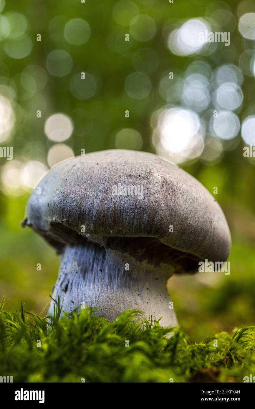 France, Somme, Crécy-en-Ponthieu, Crécy forest, Mushroom, Cortinarius violaceus Stock Photo