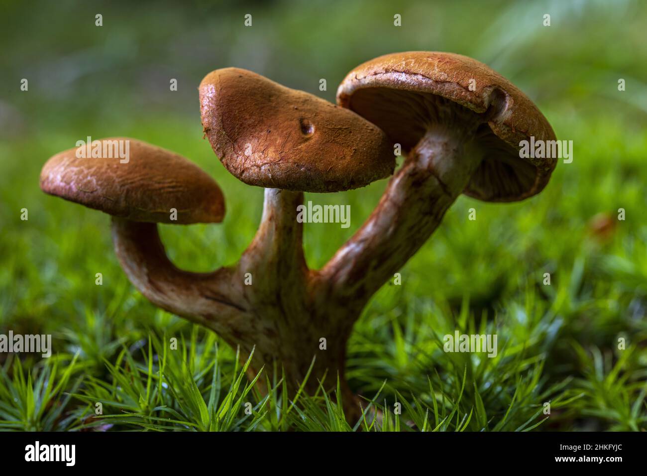 France, Somme, Crécy-en-Ponthieu, Crécy forest, Mushroom, Cortinarius rubicundulus Stock Photo