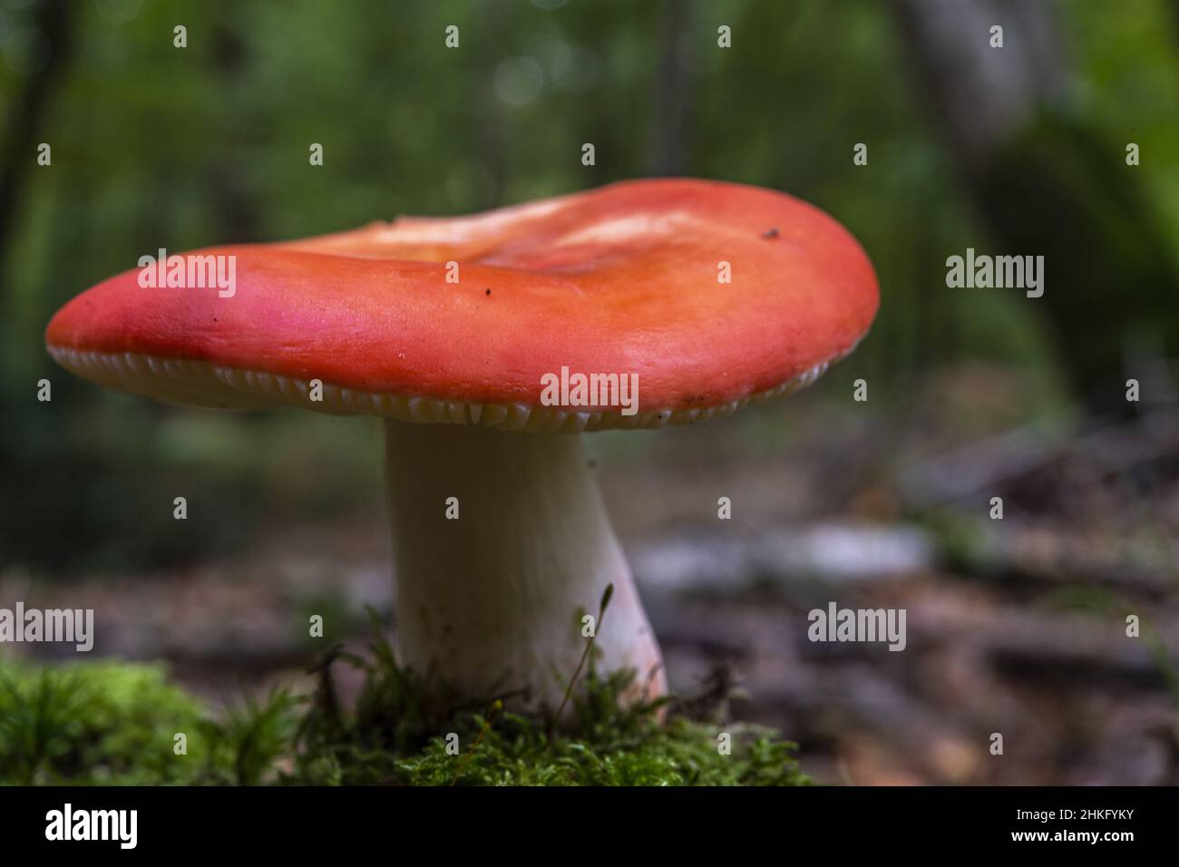 France, Somme, Crécy-en-Ponthieu, Crécy forest, Mushroom, Russula lepida Stock Photo