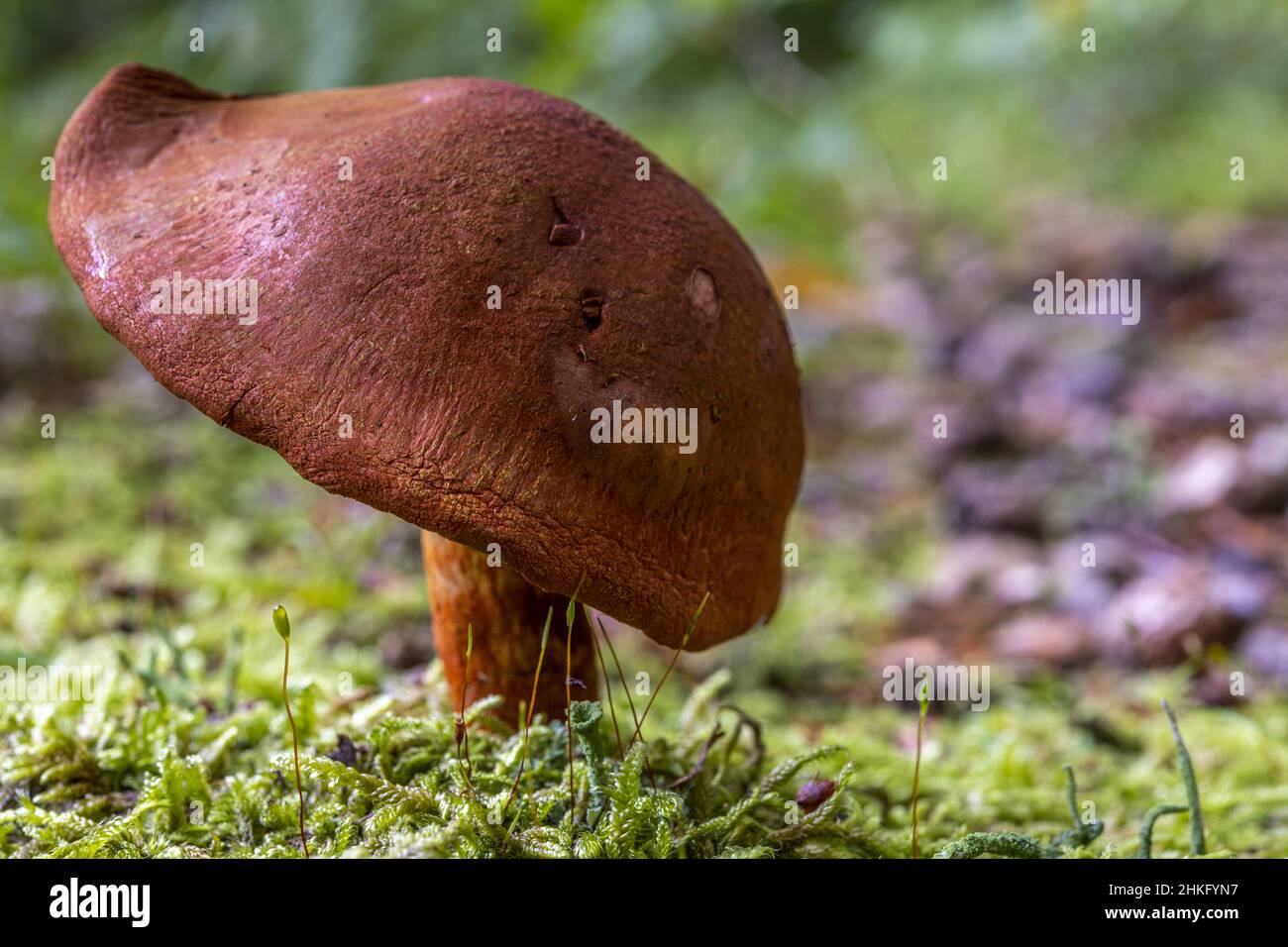 France, Somme, Crécy-en-Ponthieu, Crécy forest, Mushroom, Cortinarius rubicundulus Stock Photo