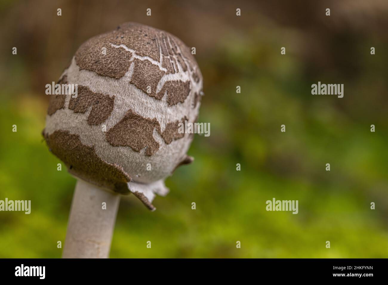 France, Somme, Crécy-en-Ponthieu, Crécy forest, Mushroom, Macrolepiota procera Stock Photo