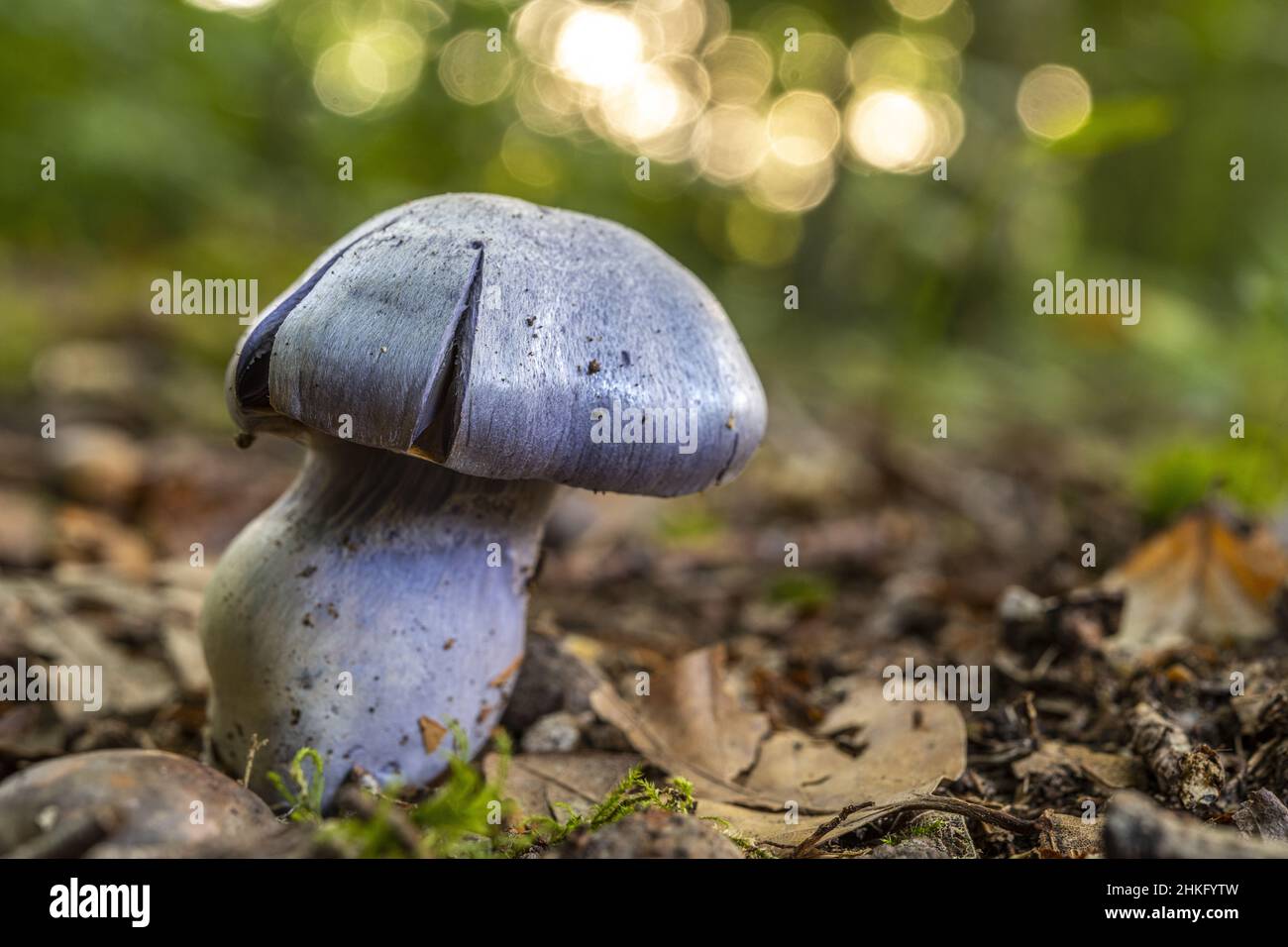 France, Somme, Crécy-en-Ponthieu, Crécy forest, Mushroom, Cortinarius violaceus Stock Photo