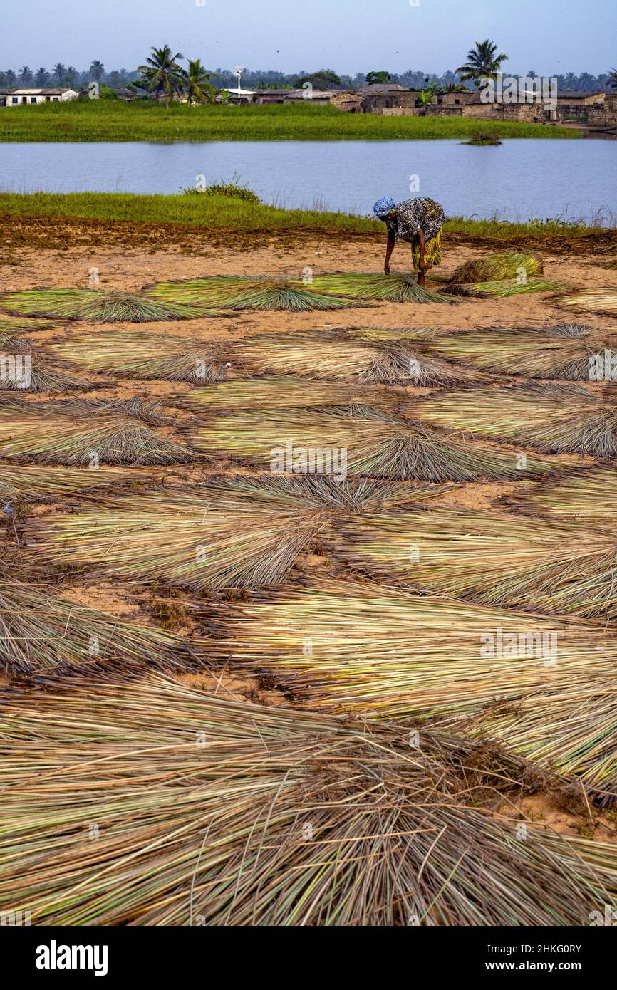 Benin, Grand Popo, drying the straw to make roofs Stock Photo